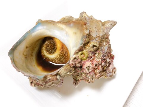 サザエの壺焼き 網焼きのコツ レシピ 作り方 By M H 楽天レシピ サザエの壺焼き 網焼きのコツ レシピ 作り方 By M H 楽天レシピ